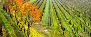Sauvignon del Friuli Venezia Giulia: Eccellenza Enologica Riconosciuta dai Tre Bicchieri del Gambero Rosso