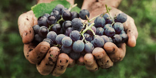 Vini Naturali, Biologici e Biodinamici - una guida rapida by ArsWine.it